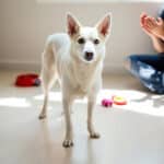 Surdité chez le chien : les signaux d’alerte à connaître et les bons réflexes à adopter