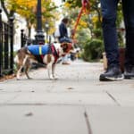 Promenade : pourquoi laisser votre chien flairer les odeurs est essentiel à son bien-être ?