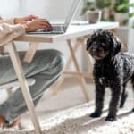Télétravail et chien : 6 conseils simples pour un compagnon épanoui et sans stress à la maison