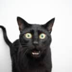 4 pièges à éviter pour préserver la santé dentaire de votre chat au quotidien