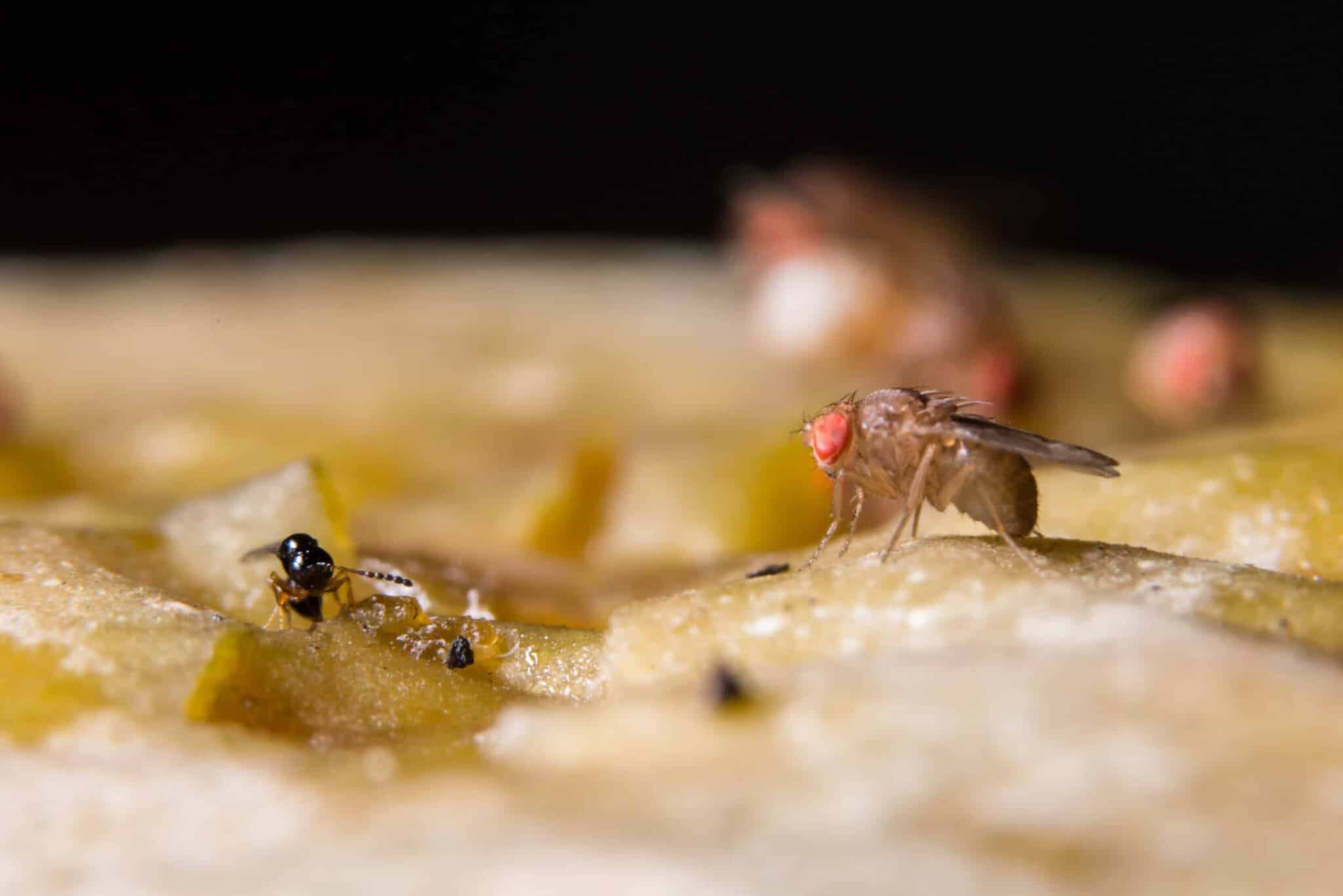Démasquer les recoins insoupçonnés : ces habitats dont on sous-estime l'importance