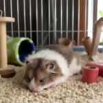 L’astuce facile pour occuper un hamster qui grignote ses barreaux : des idées simples pour lui offrir plus d’espace et de jeux