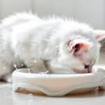 Votre chat fait-il des éclaboussures en buvant ? Ce comportement peut cacher un souci de santé à ne pas négliger