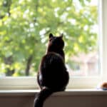 Pourquoi votre chat passe des heures devant la fenêtre : 3 raisons inattendues et astuces pour l’occuper
