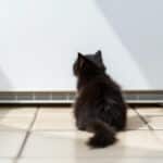 Pourquoi votre chat attend devant le frigo : l’astuce infaillible pour calmer ses envies et sa curiosité