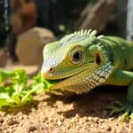 L’astuce facile pour garder l’air sain dans un terrarium et protéger la santé de votre reptile au quotidien