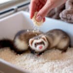 L’astuce douce pour changer la litière d’un furet sans le perturber
