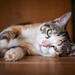 7 aliments et plantes banals à éviter absolument pour protéger la santé de votre chat au quotidien