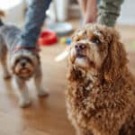 Jalousie chez le chien : comment la reconnaître au quotidien et aider votre compagnon à mieux gérer ses émotions