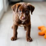 Mon chien boite un peu : à quel moment faut-il vraiment s’en inquiéter ?