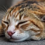 Mon chat dort-il trop ou pas assez ? Les 4 signaux qui doivent vous alerter sur sa santé