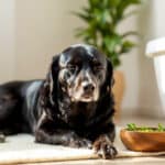 5 conseils naturels pour transformer le bain en moment de détente pour votre chien