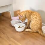 Votre chat réclame sans cesse à manger ? L’astuce des mini-repas pour apaiser sa faim et son comportement