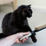 Votre chat refuse d’être brossé ? Les signaux à ne pas ignorer pour éviter douleurs et stress