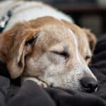Comprendre les rêves de votre chien : comment repérer les cauchemars et améliorer son bien-être naturellement
