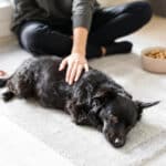 Comment accompagner naturellement votre chien pendant sa période d’adolescence pour un comportement équilibré