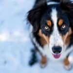 Comment savoir si la race de votre futur chien fait partie des préférées des Français ? Notre guide basé sur les vrais chiffres
