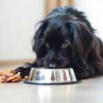 Chien qui déplace sa gamelle : causes courantes et remèdes naturels pour apaiser son comportement