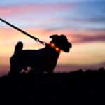 Quels remèdes naturels utiliser pour protéger votre chien la nuit sans recourir aux colliers lumineux ?