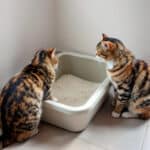 Un seul bac à litière pour plusieurs chats : l’erreur qui déclenche des tensions à la maison (et comment l’éviter)