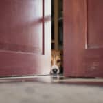 Pourquoi votre chien vous observe sans cesse et comment l’aider à se sentir rassuré