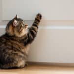 Votre chat gratte ou miaule devant la porte ? L’astuce pour éviter ce stress au quotidien