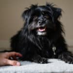 Chiens qui grognent ou vocalisent : comment reconnaître et apaiser leurs émotions ?