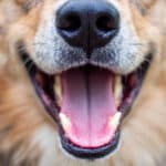 Léchage chez le chien : comment reconnaître les signes d’affection ou de stress ?