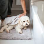 Tous les bienfaits d’un bain adapté pour votre chien : quand et comment le laver pour sa santé et son bonheur