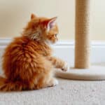 Comment empêcher votre chat de préférer le tapis au griffoir : la vraie raison et la solution simple à tester