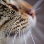 Pourquoi il ne faut jamais toucher aux moustaches de votre chat et comment repérer un souci rapidement ?