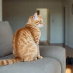 Votre chat guette toujours au même endroit ? Découvrez la vraie raison derrière ce réflexe