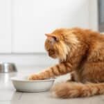 Votre chat change sa gamelle de place ? L’astuce qui révèle ce qu’il ressent vraiment