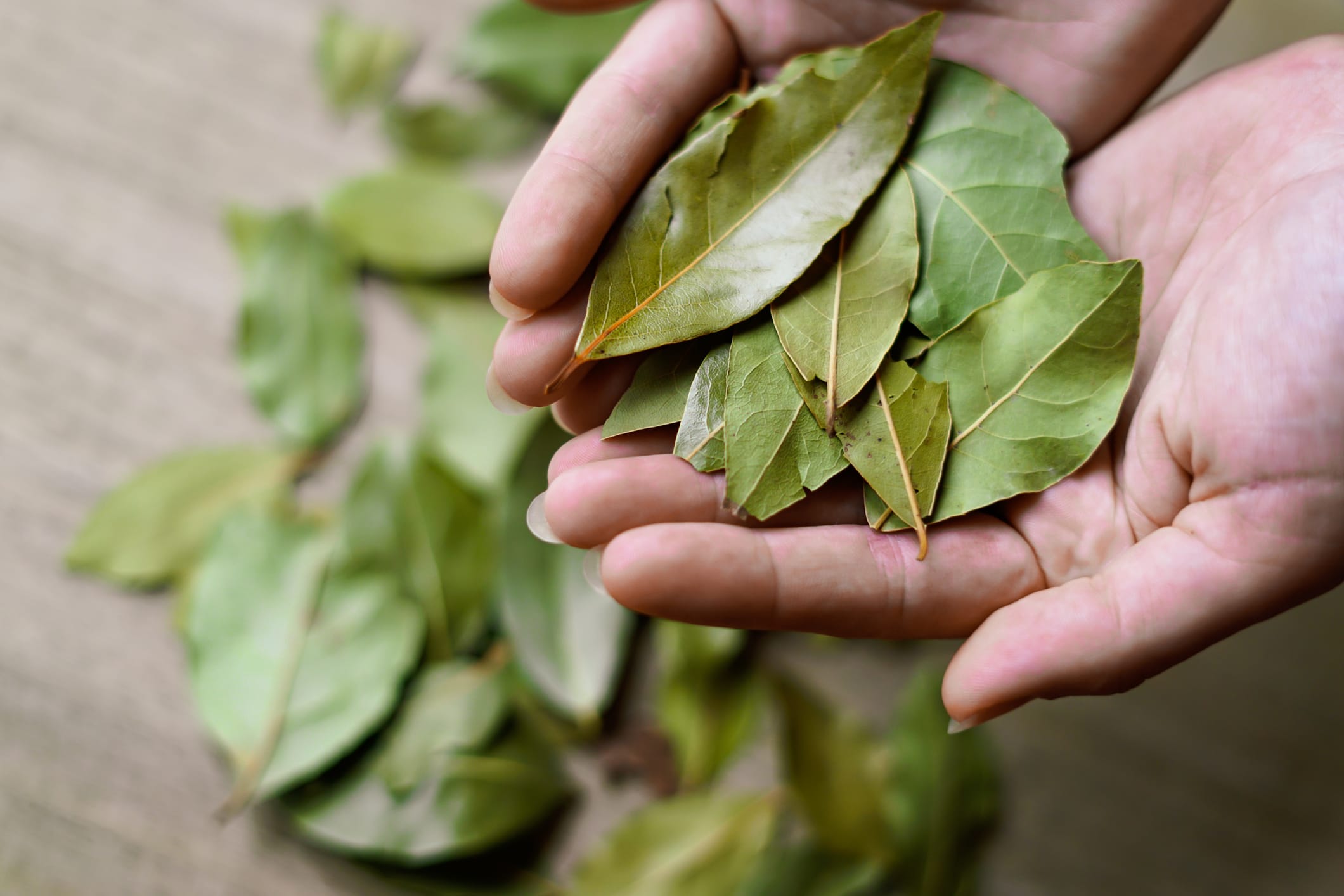 Une simple feuille, des effets magiques : adieu mauvaises odeurs et envahisseurs
