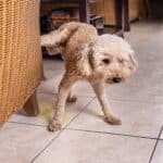 Chien propre qui recommence à faire pipi : ces solutions naturelles pour comprendre et agir