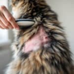 Brosser son chat à l’envers : l’erreur fréquente qui aggrave les irritations sans qu’on s’en rende compte