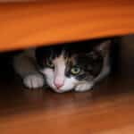 Pourquoi votre chat fuit-il l’aspirateur ? Cette astuce est là pour le rassurer enfin