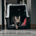 Pourquoi votre chat évite sa cage de transport et comment le réconcilier avec sa caisse