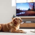 TV ou silence pendant votre absence : comment trouver l’ambiance idéale pour apaiser votre chien ?