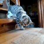 Votre chat hésite sur les escaliers ? L’astuce pour repérer très tôt un souci de santé